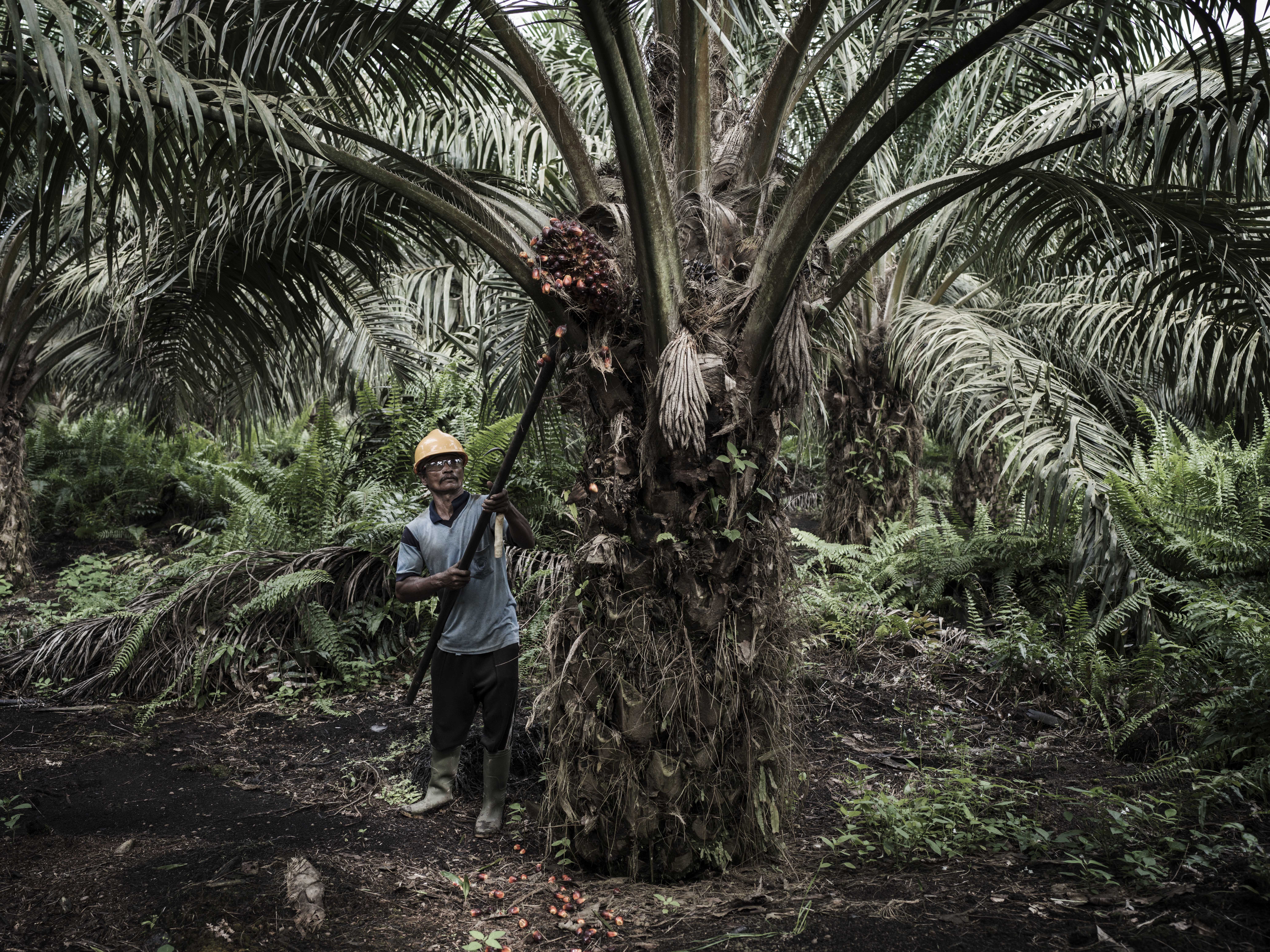 This is Benny Hutajulu, 48 yrs old, father of six. He is already working for 15 years as a harvester. An extremely tough job. He is responsible for 2ha where he cuts the palmfruit from the tree. He has a target of 900kgs a day. For every kg of loose fruit he picks from the ground he receives an extra premie. He is married and has got 6 children. He earns around € 12,- a day which is barely enough to survive.