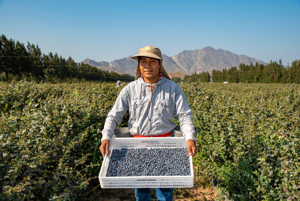 Peru: Elar toont een grote bak met blauwe bessen.