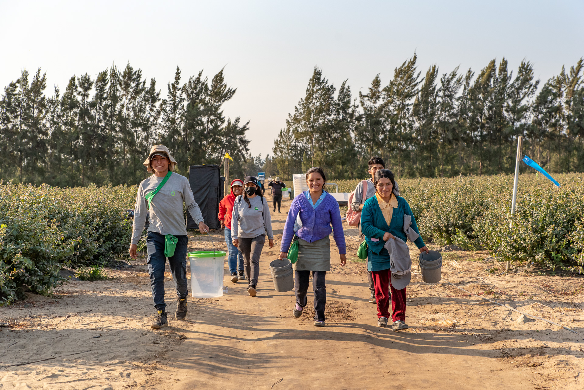 Werknemers in Peru die blauwe bessen oogsten lopen lachend het veld af.